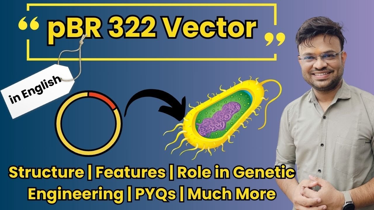 pBR322 Vector: Features, Structure, Advantages & Applications in Genetic Engineering | PYQs Included