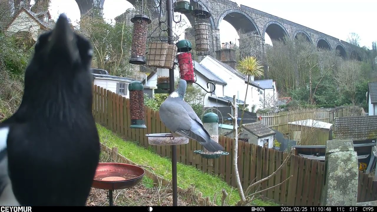 Feeder Frenzy | Garden Wars! Big Dave vs Lightning, Magpie Mayhem & Pigeon Love Triangle 🐦🌰 25.02.26