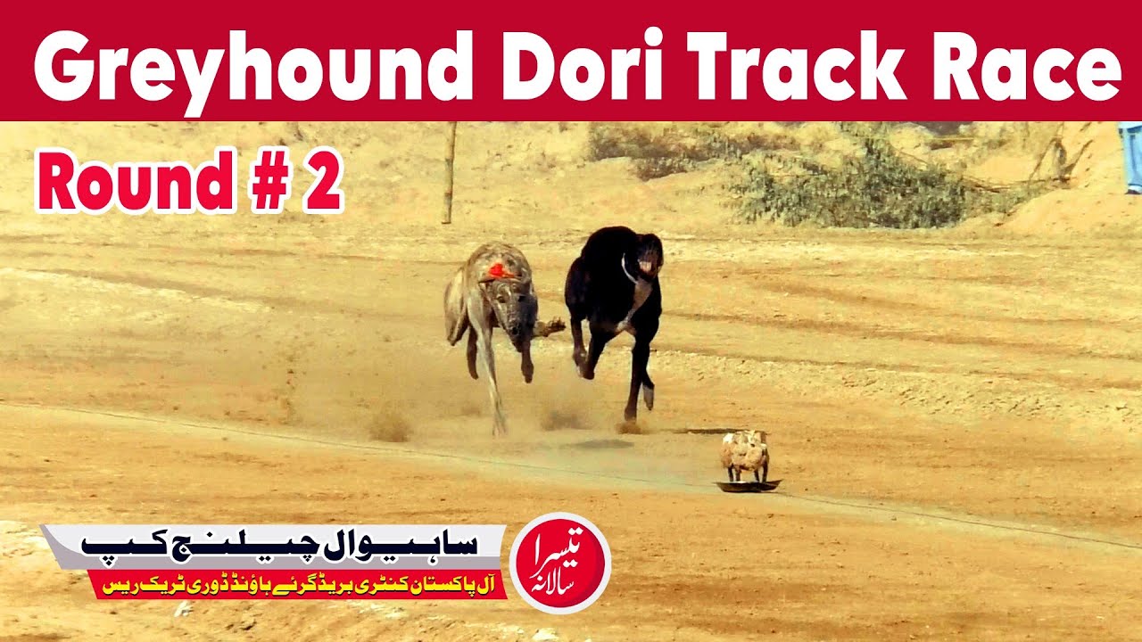 Greyhound Dori Track Race || Round No 2 ||  Sahiwal Cup 2024 || 15-12-2024  #dog #greyhound