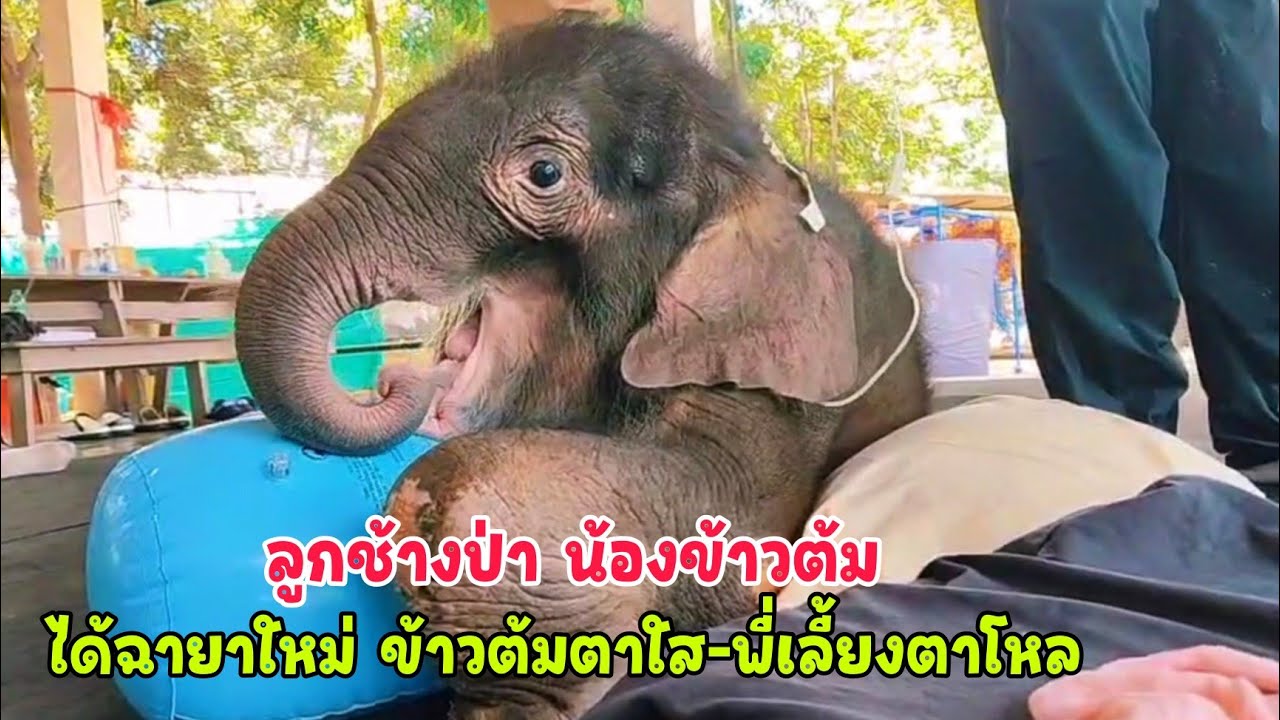 น้องข้าวต้ม ทีมหมอยังทำกายภาพบำบัดต่อเนื่องร่วมกับ พลิกตัว ยืดเหยียดขาหน้า–หลัง ใช้นั่งร้านช่วยยืน