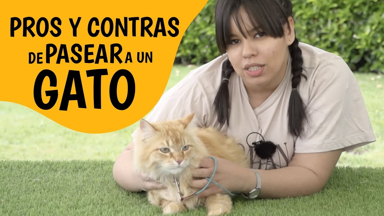 PROS Y CONTRAS DE PASEAR A UN GATO 😻| Cómo enseñar a un gato a ❗PASEAR CON CORREA❗