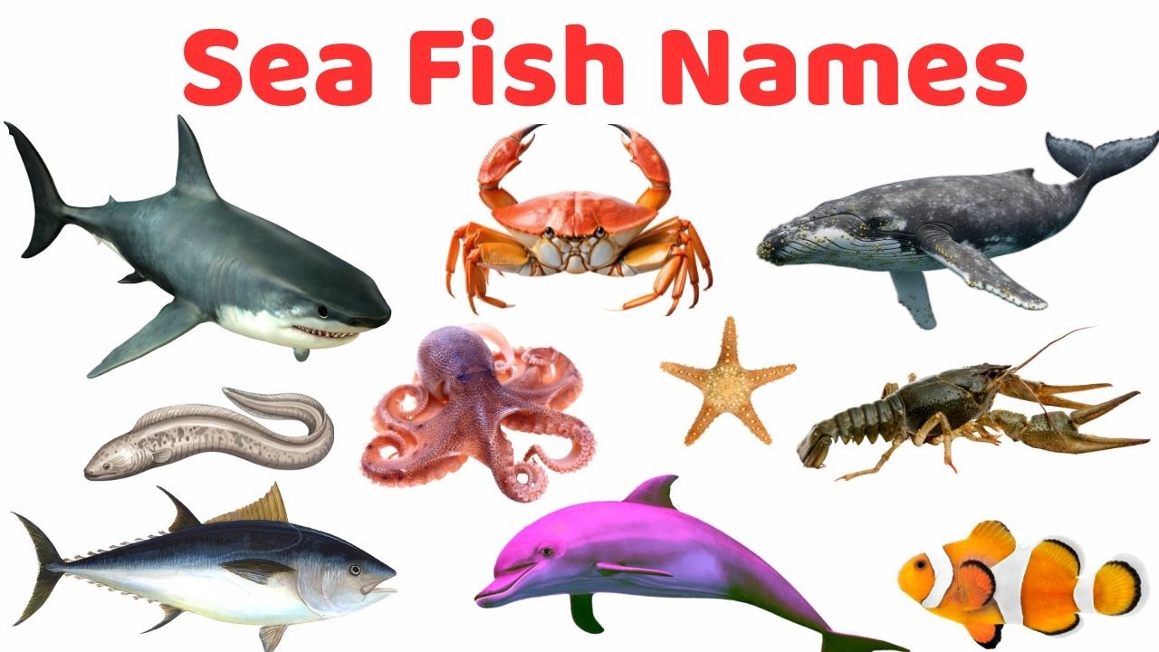 সামুদ্রিক মাছের নাম 🐠 | Sea Fish Names for Kids | English & Bangla | Kids Learning Education