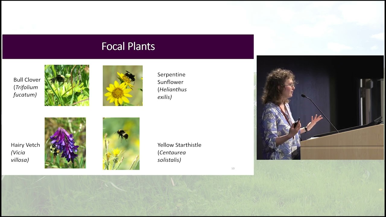 Cross-Ecosystem Effects of Plant Invasions on Serpentine Plant-Pollinator Networks by Rebecca Nelson