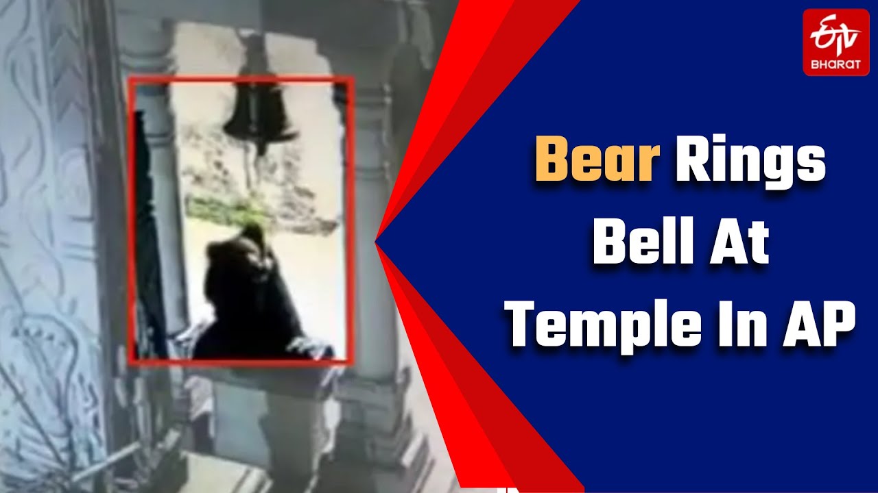 Bear rings bell at temple in Andhra Pradesh