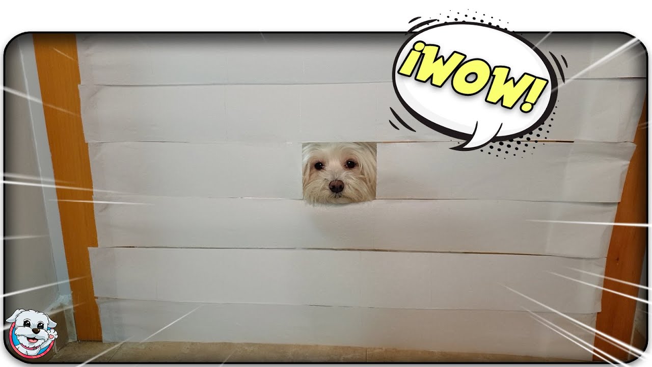 Mi PERRO Reacciona al INVISIBLE Challenge y al PAPEL HIGIÉNICO Challenge!2x1!😊🐶 Anima Dogs