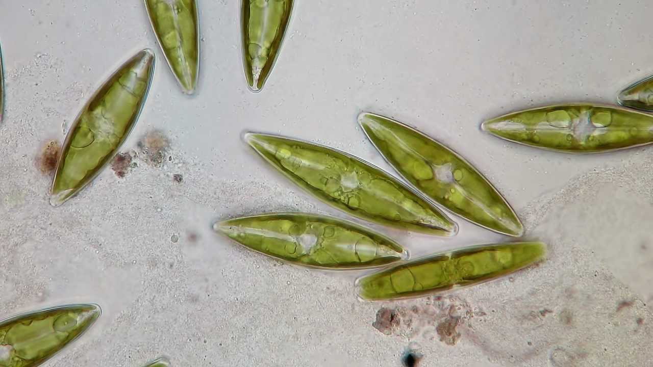 Stauroneis Diatom  / Full HD / BF Microscope
