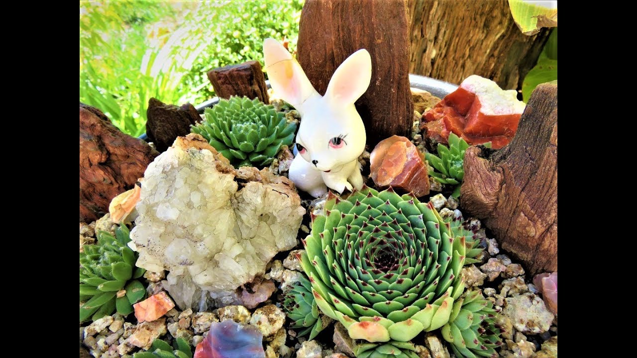 My Cacti and Succulent Collection