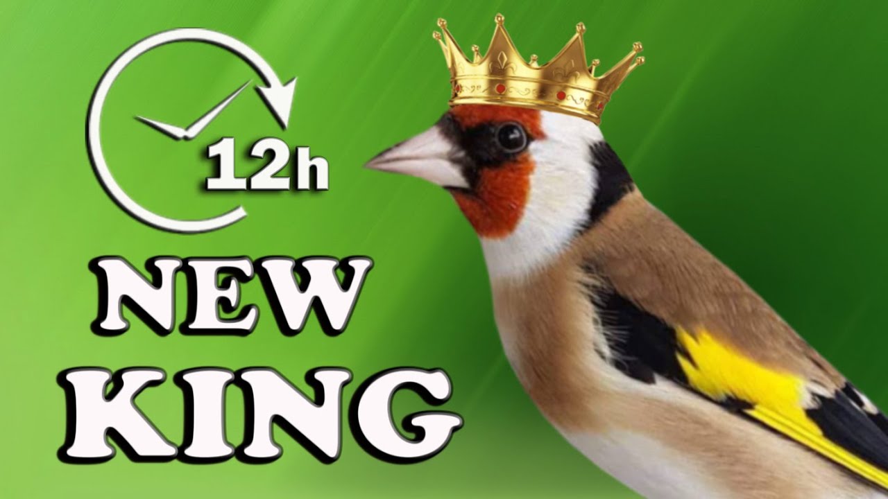 Goldfinch Training 12h - NEW KING !!!