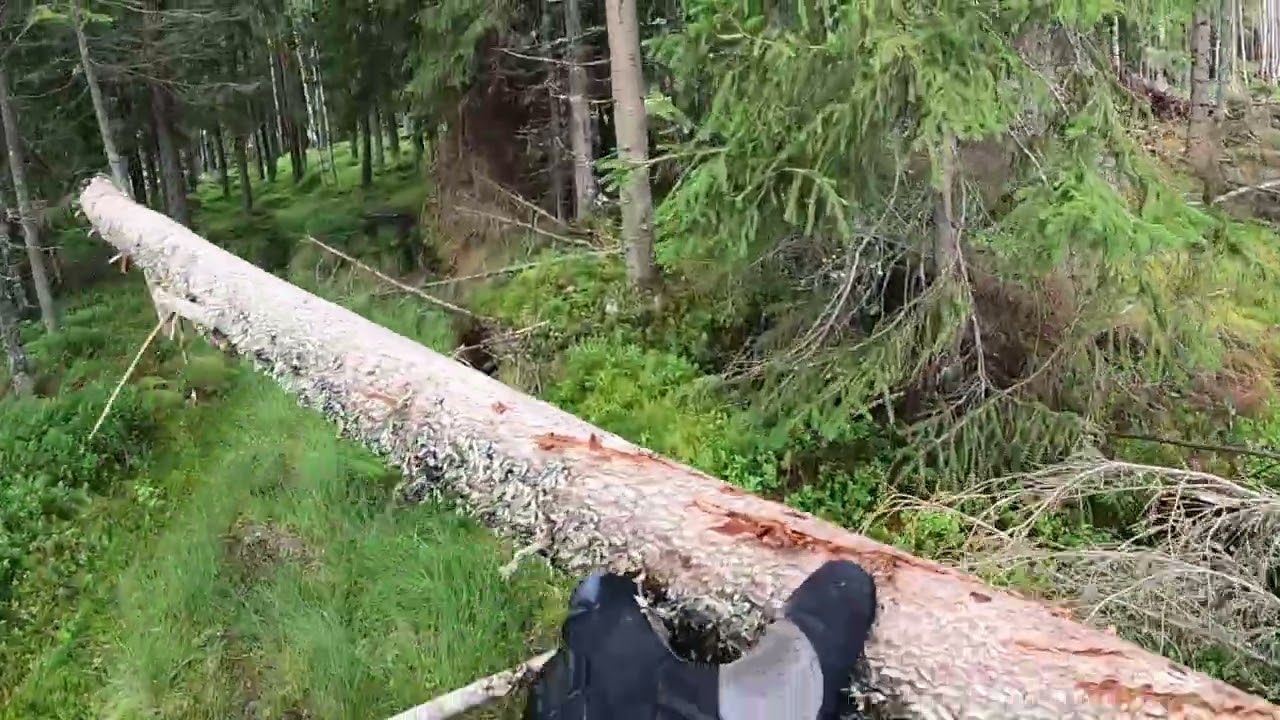 In the forest with the Yamaha Tenere 700 🇸🇪🏍💨🤗