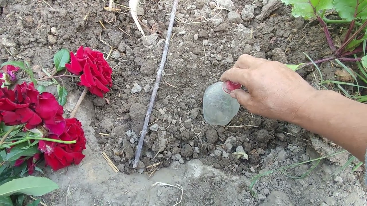 Роза гүлін жазда көбейту.Бау бақшага бейне баян.