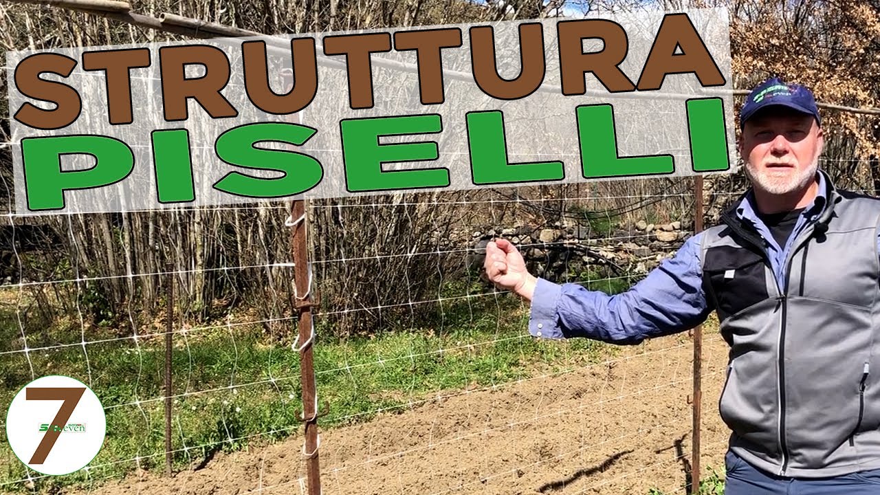 Realizzare struttura per sorreggere i PISELLI