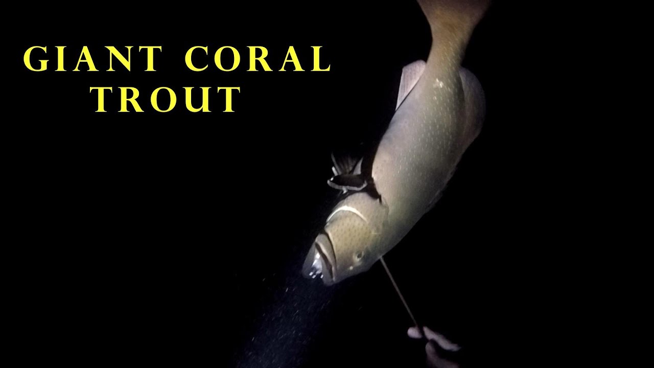 Giant Coral Trout: Pacific Grouper a place where you can find them