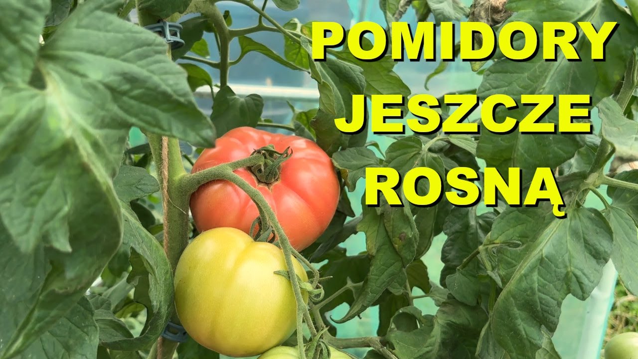 Koniec uprawy większości warzyw, pomidory padły ale nie wszystkie