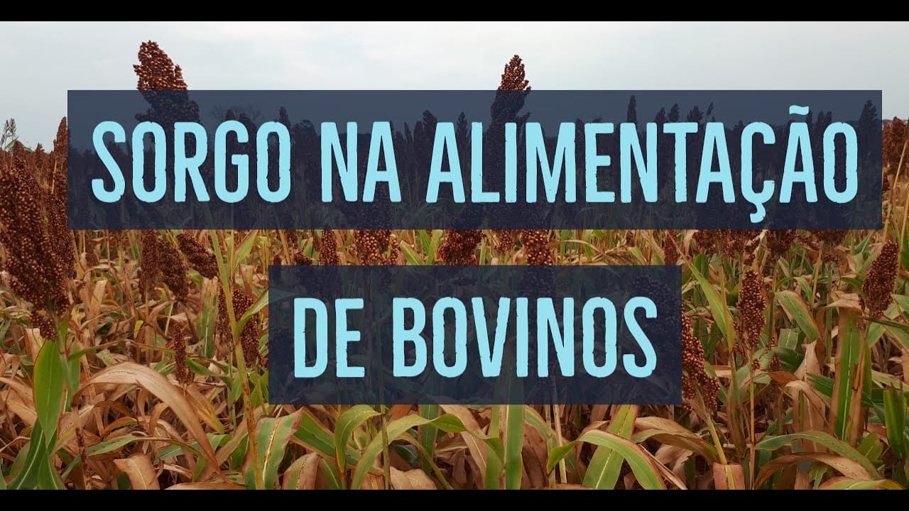SORGO NA ALIMENTAÇÃO DE BOVINOS