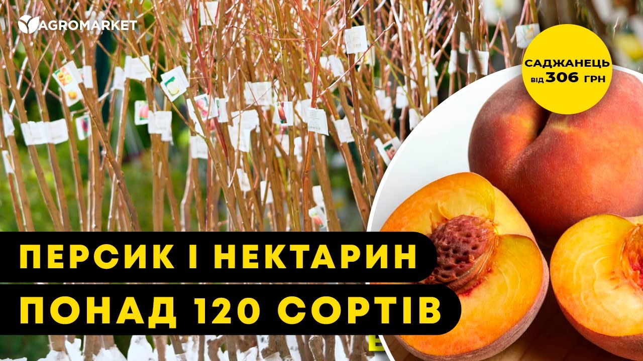 САДЖАНЦІ ПЕРСИКА ТА НЕКТАРИНА | Найврожайніші сорти для українського клімату | Agro-Market.ua