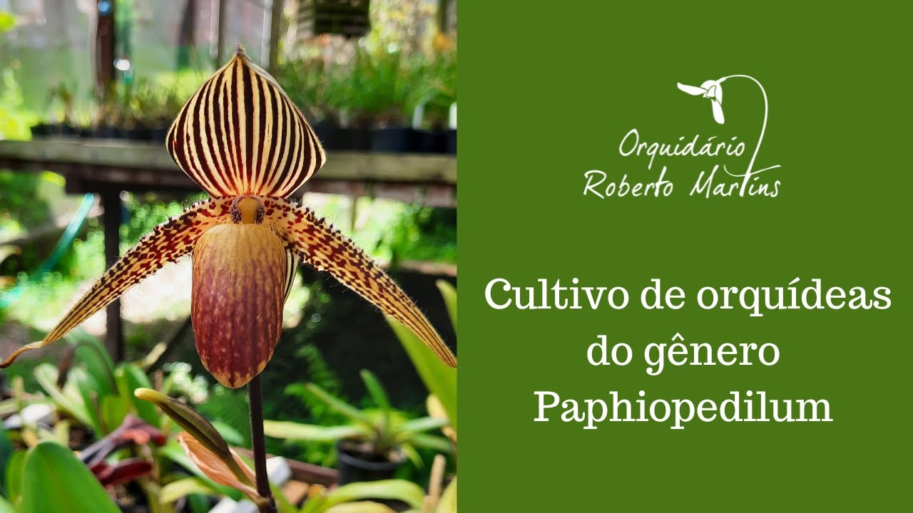 Cultivo de orquídeas do gênero Paphiopedilum