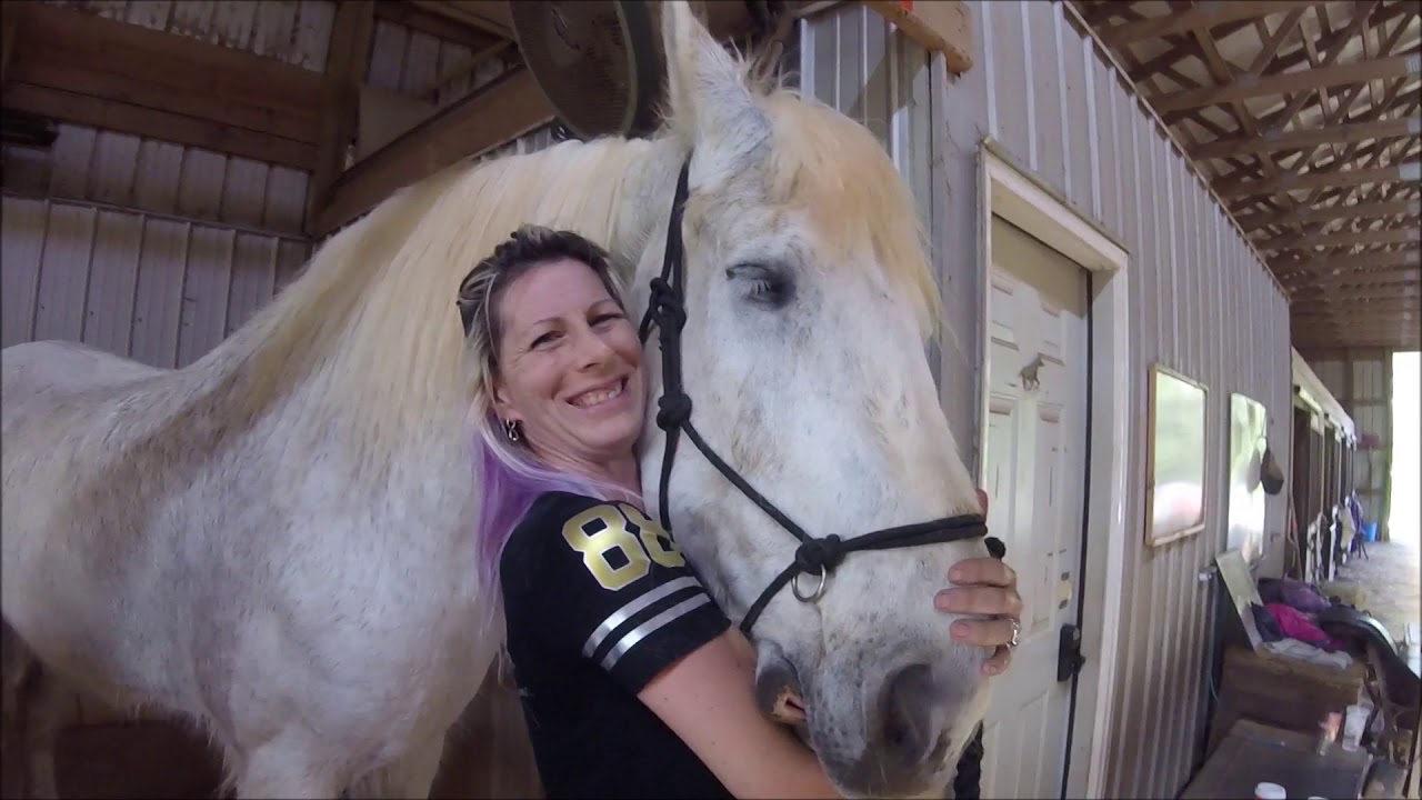 Equine Uveitis - Jarvis Goes to the Vet