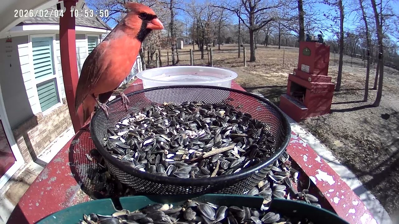 Cardinal on High Alert As He Eats
