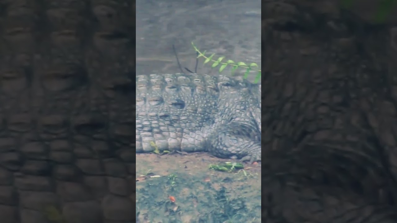 Kya hai yea? @epiclady07  @#Dandeli  #crocodile #watercreatures # dangerous #ytshorts #shorts