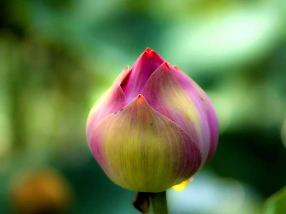 The Lotus and the Water Lily: a tribute to Cory Aquino