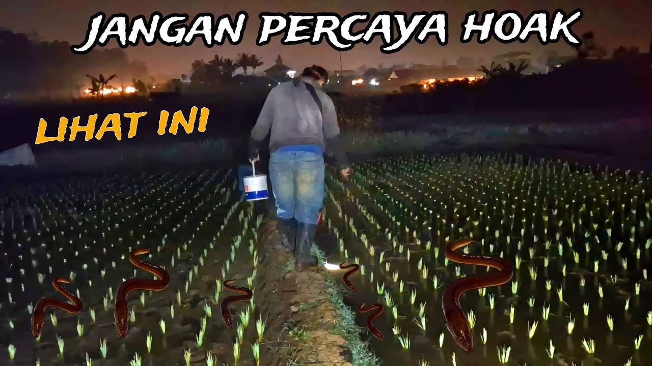 PEMBUKTIAN !! ngobor belut di sawah saat  bulan terang