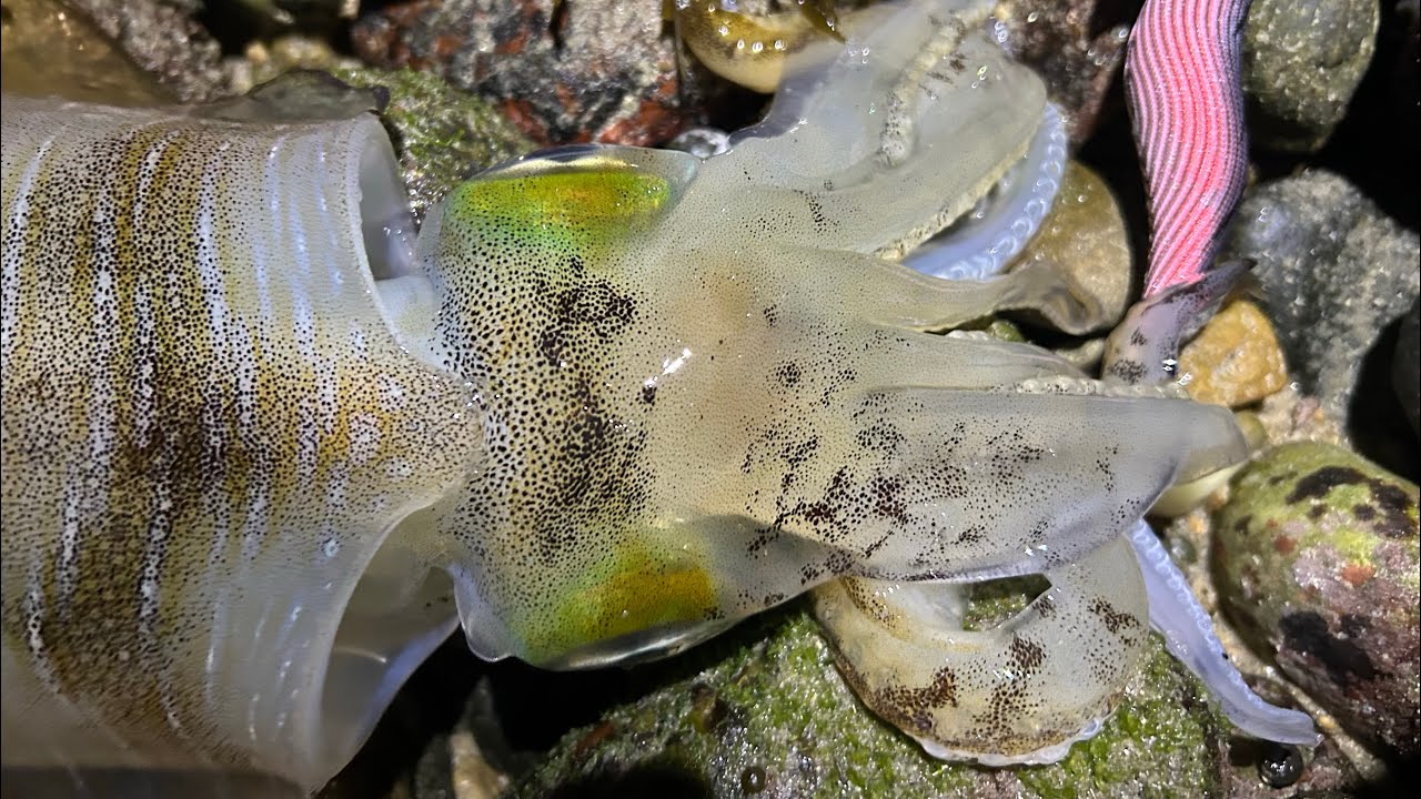 【淡路島】冬エギング、シャローのデカイカ捕獲しました【餌木猿スーパーシャロー】
