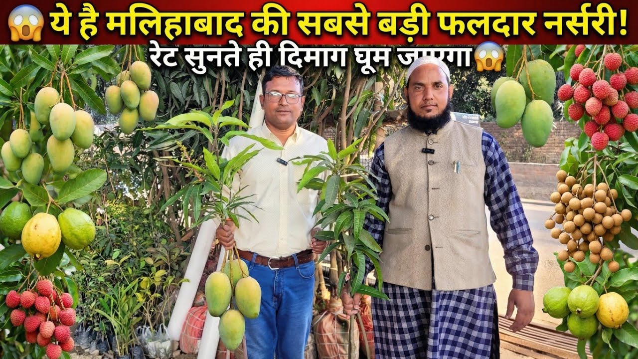 😱 ये है मलिहाबाद की सबसे बड़ी फलदार नर्सरी! रेट सुनते ही दिमाग घूम जाएगा 🤯 | Nursery Visit 