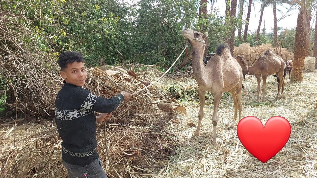 The camel with its owner on the farm
