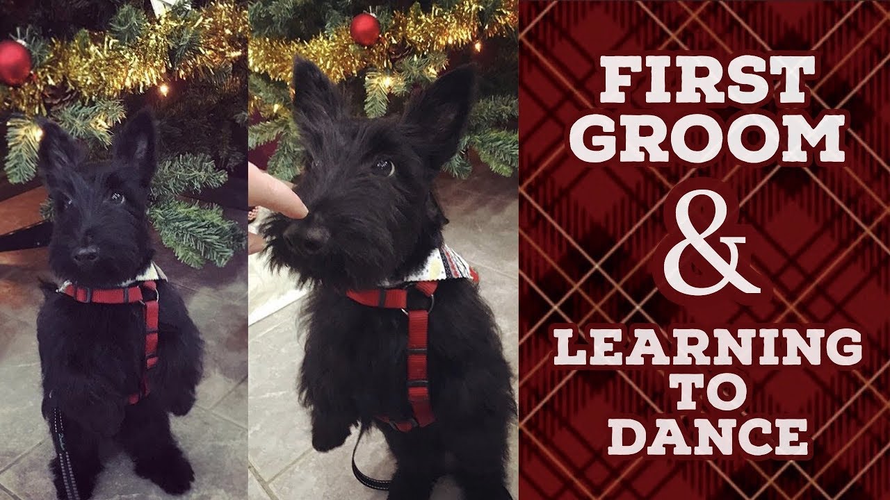 First Groom & Learning to Dance | Dec 11-15 2017 | Sherlock the Scottie