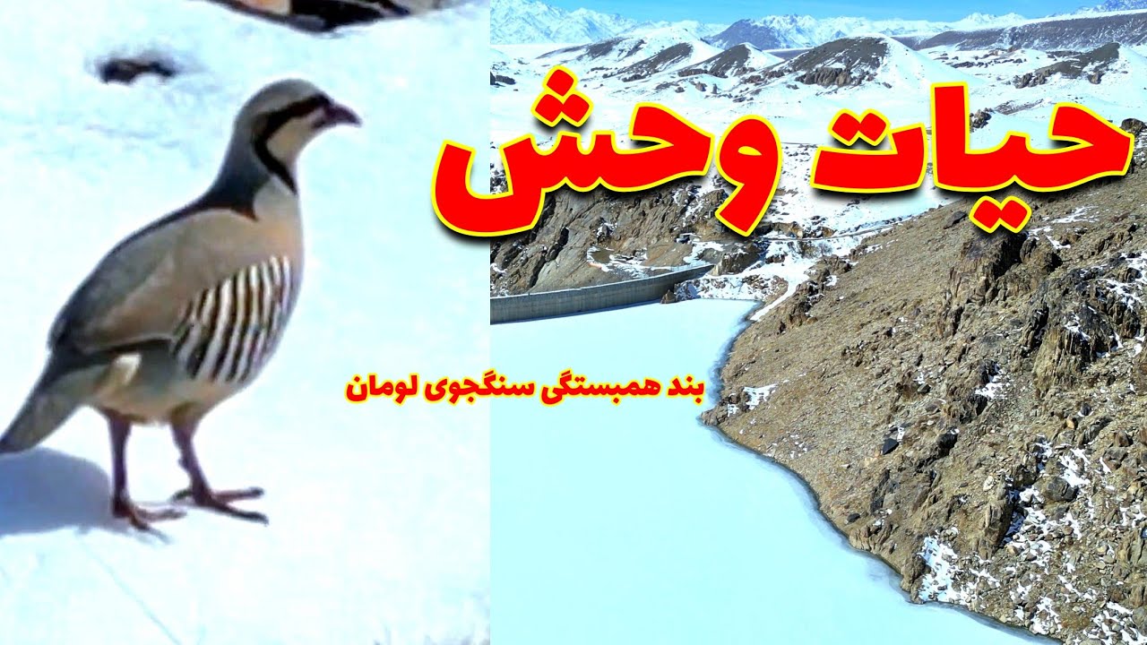 حیات وحش | آبگیری | بند همبستگی سنگجوی لومان 