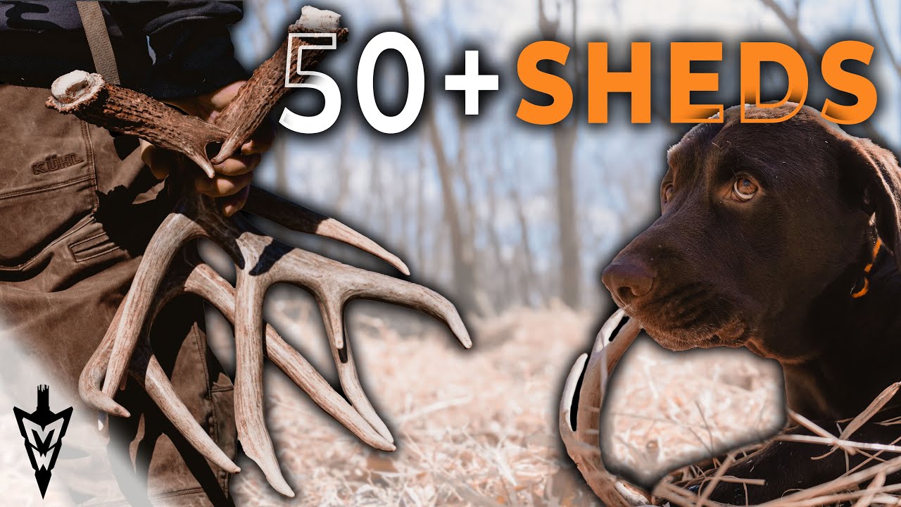 51 Antlers In A Day, The BEST River Farm Shed Hunt #hunting #deer