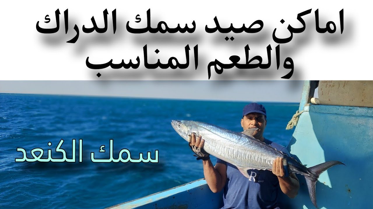 سمك الدراك  الكنعد  وافضل طعم لصيد الدراك