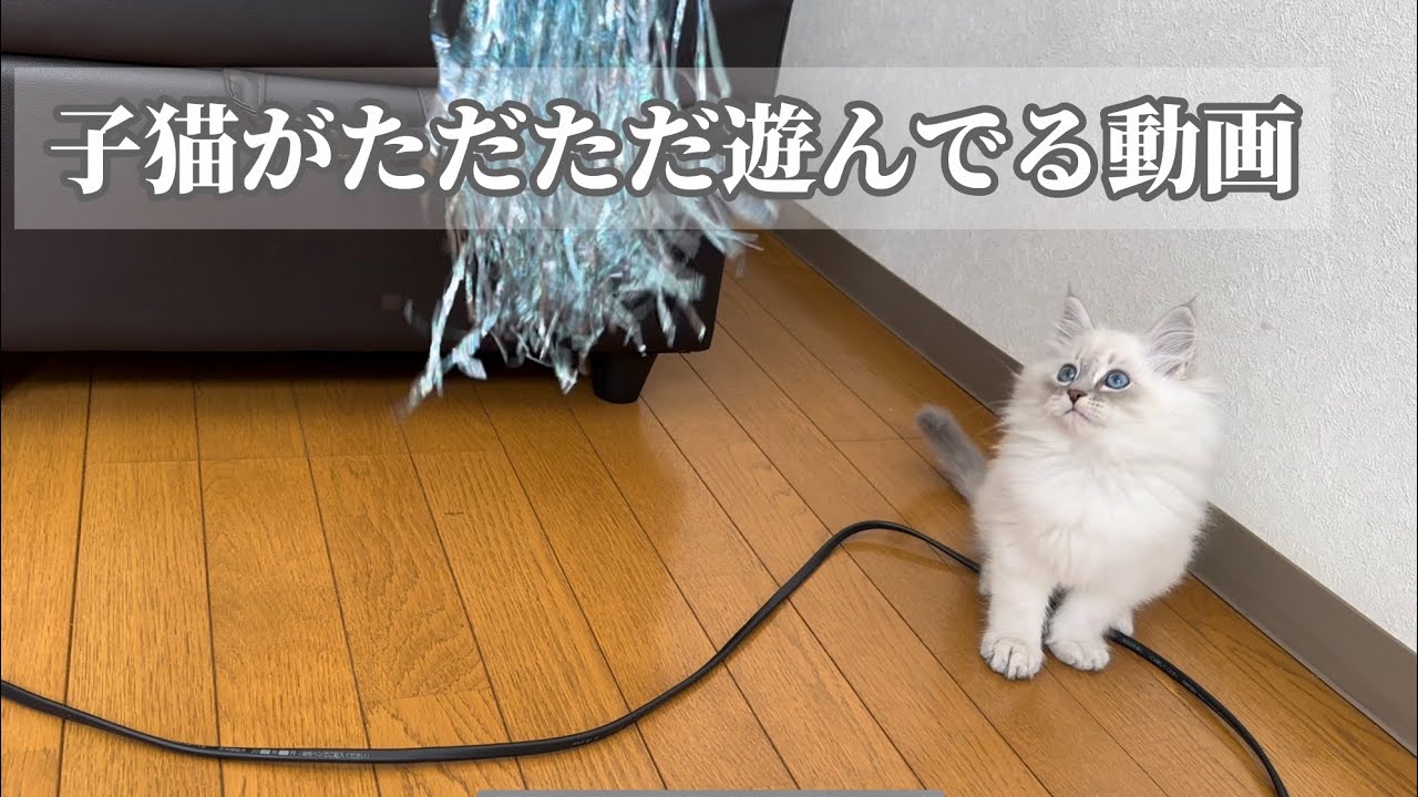 子猫が遊んでるだけの動画