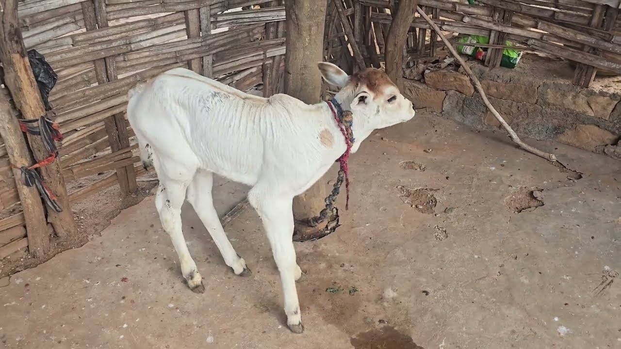 Baby Cow