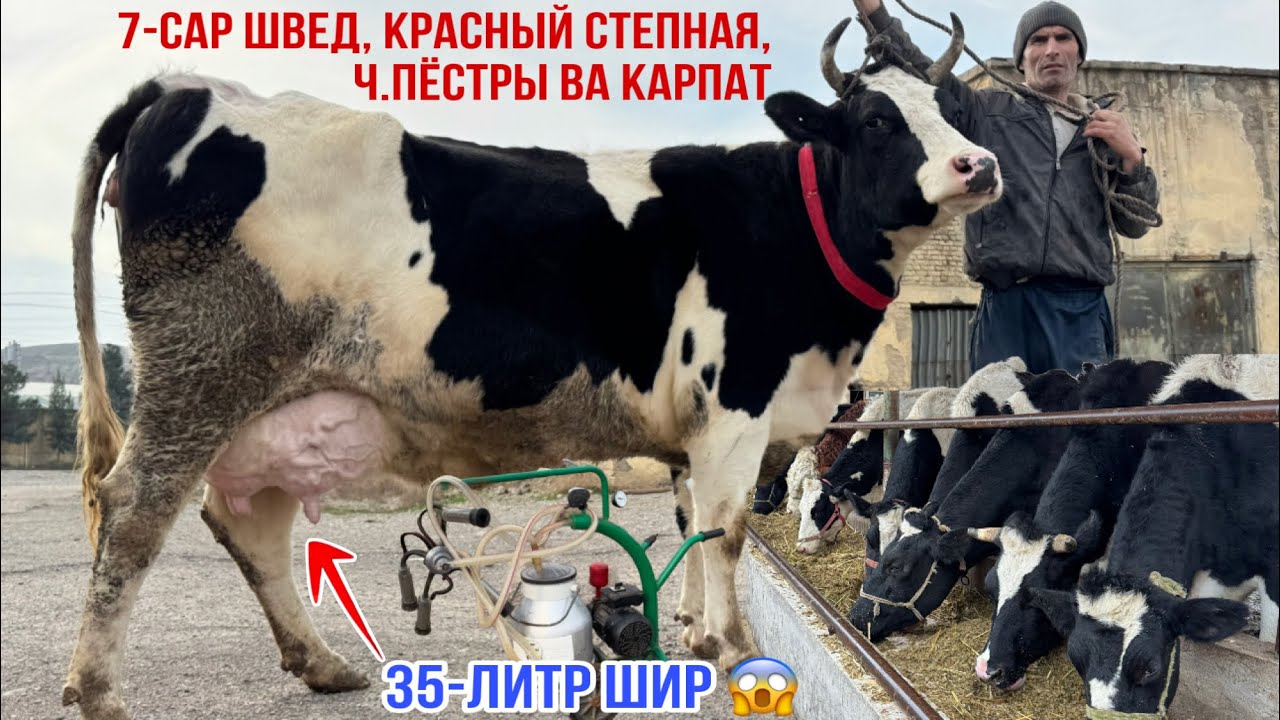 7-САР МОЛХОИ ШИРДОРИ АРЗОН УСПЕТ КУНЕД 15 февраля 2026 г.