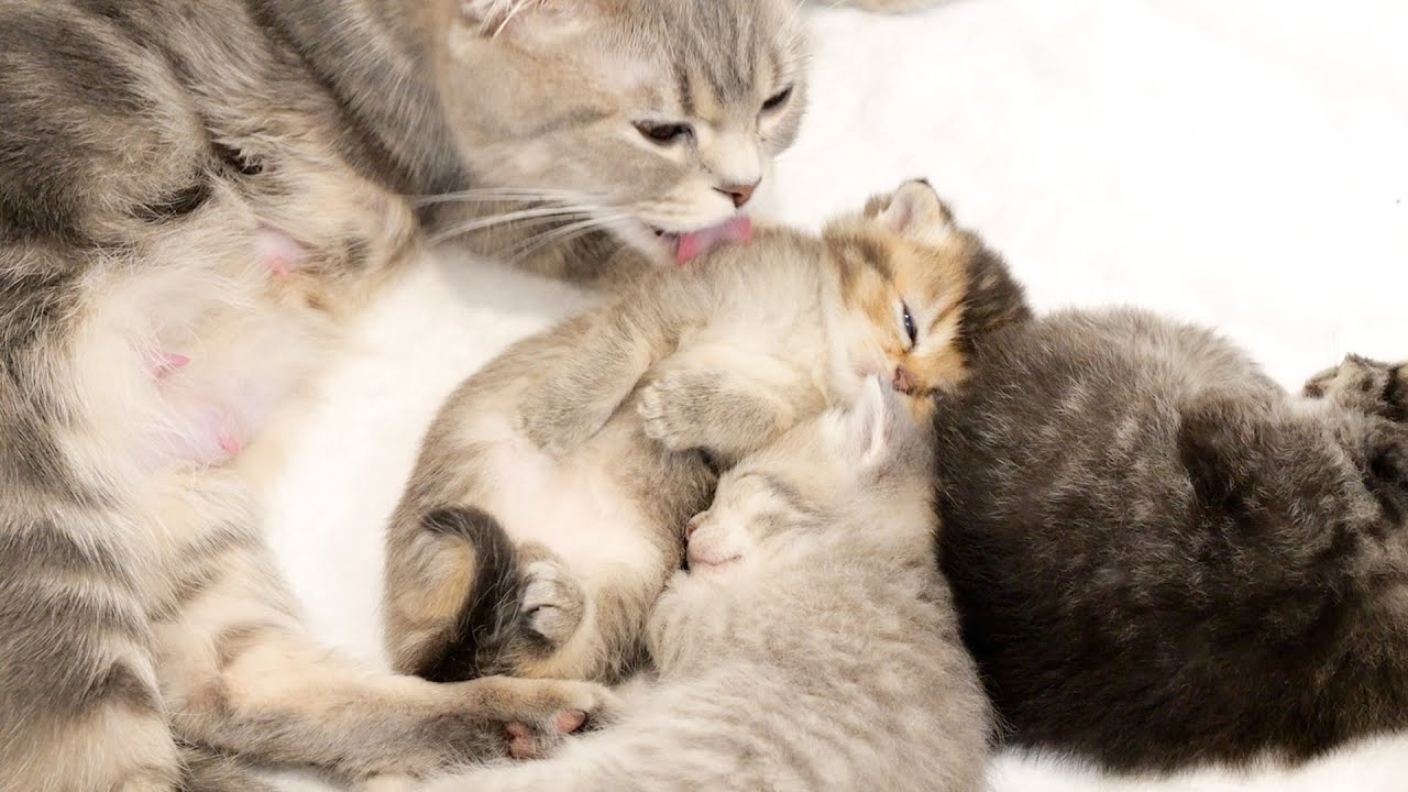 The kittens' holiday was supposed to end peacefully, but...