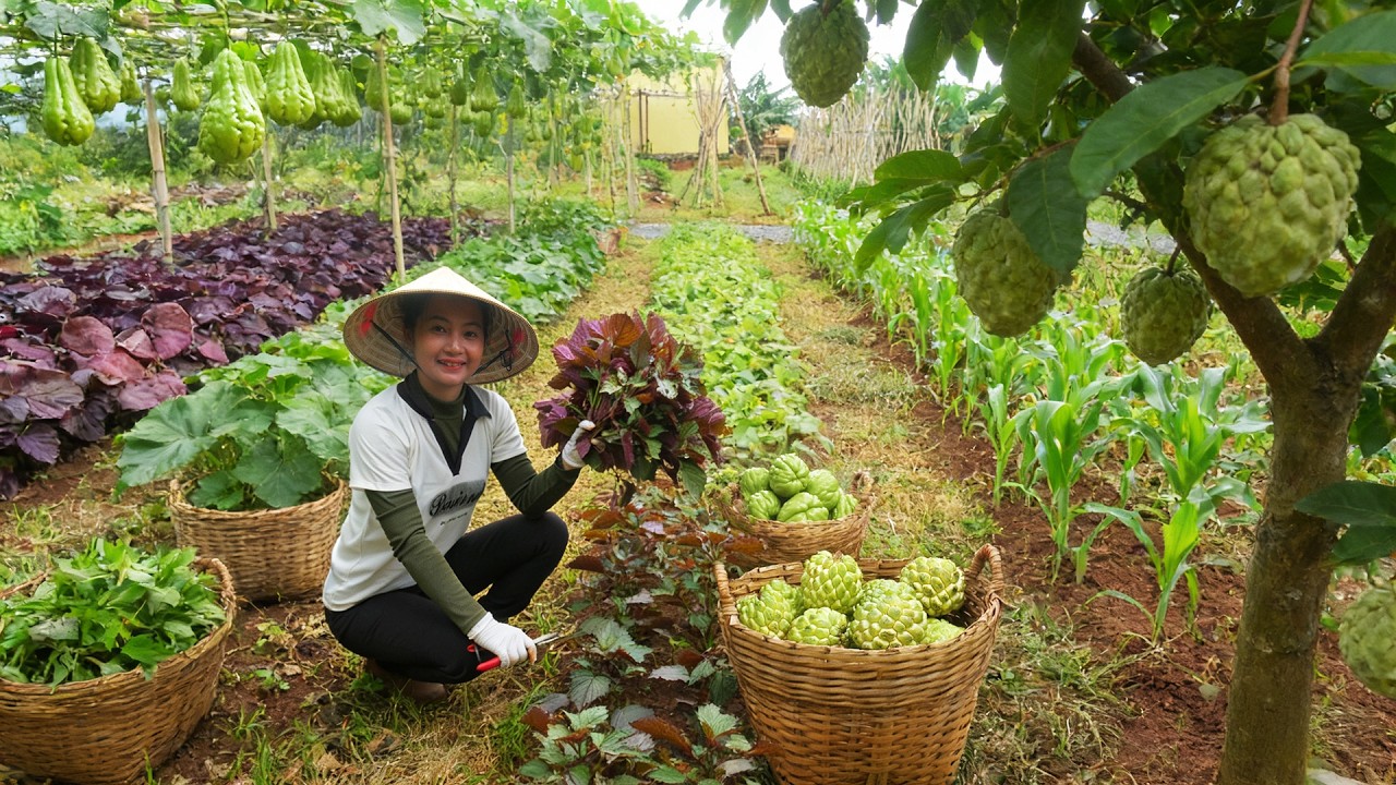 Harvest Perilla, Sweet Leaf, Chayote, Sweet Corn, Custard Apples To Sell And Cook – Simple Farm Life