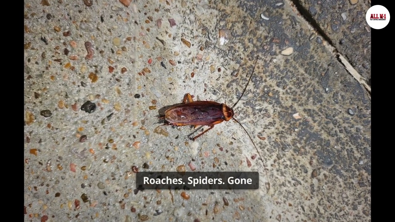 Pest Control Near Me | Exterminator Services & Rodent Control in Cypress, Katy & Houston