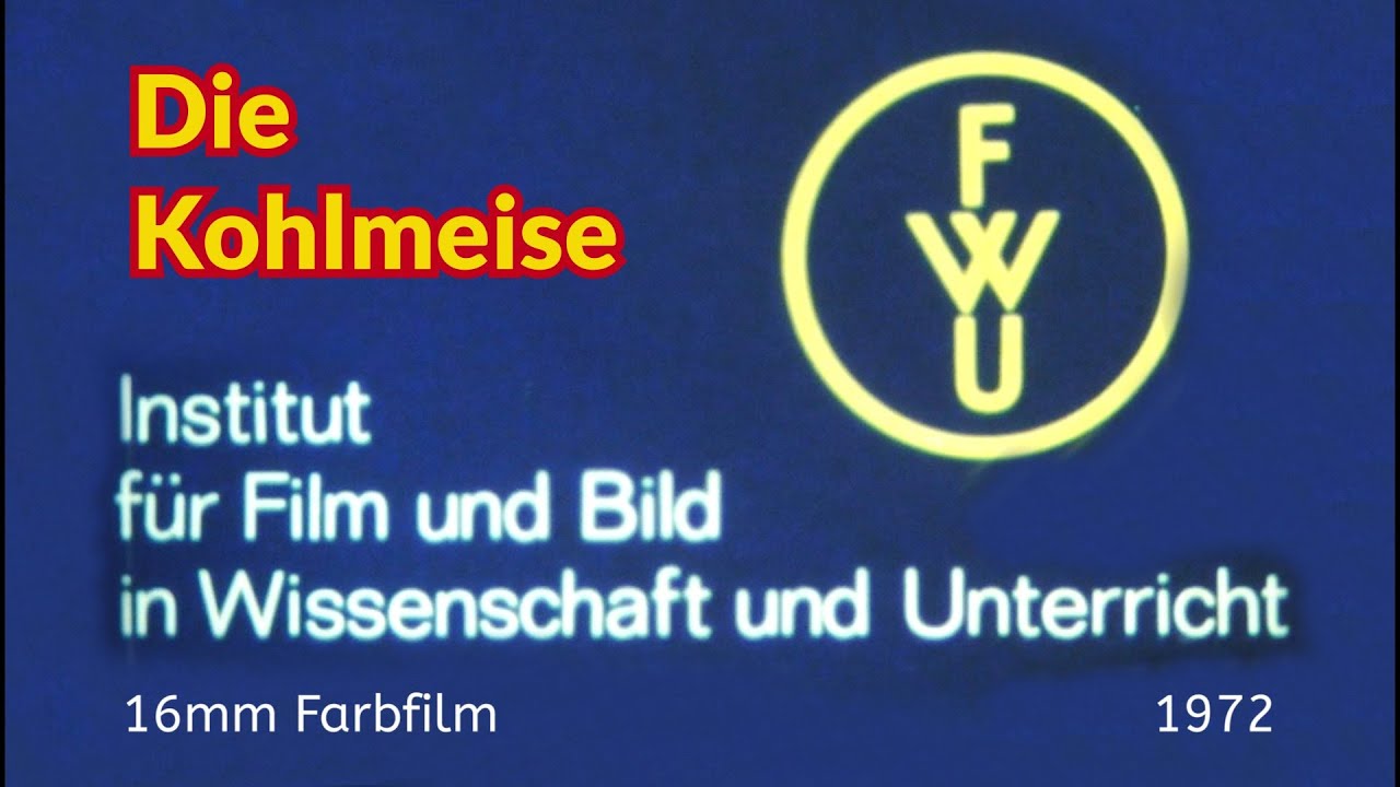 Die Kohlmeise