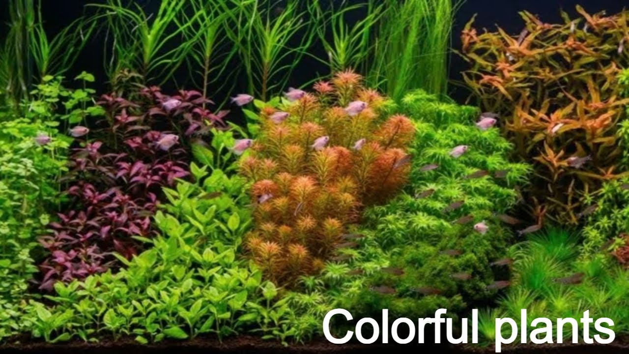 Putem avea un acvariu colorat fără co2 (alte 5 plante acvatice easy pentru începători)