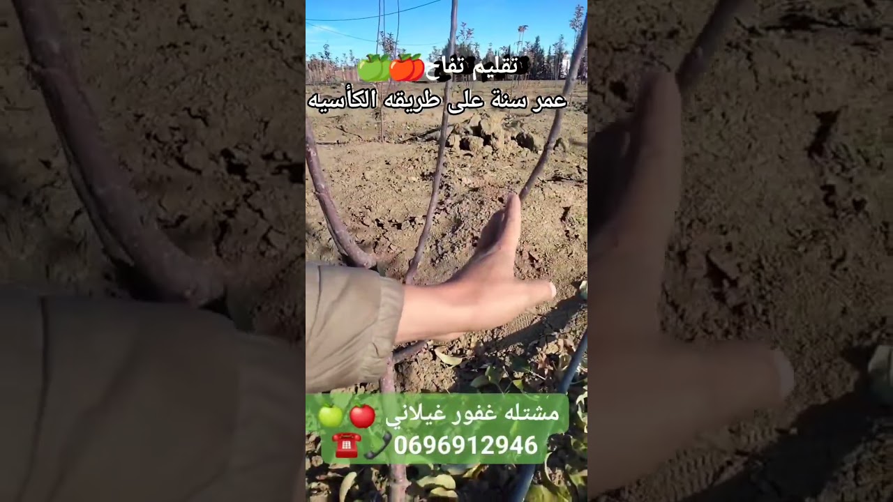 تقليم تفاح عمر سنة على الطريقة الكأسية