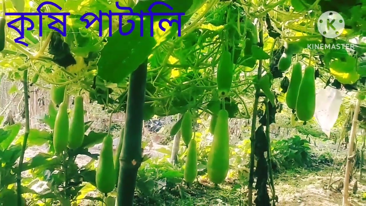  দুই হাত জায়গায় ১৮ পিস লাউ না দেখলেই মিস