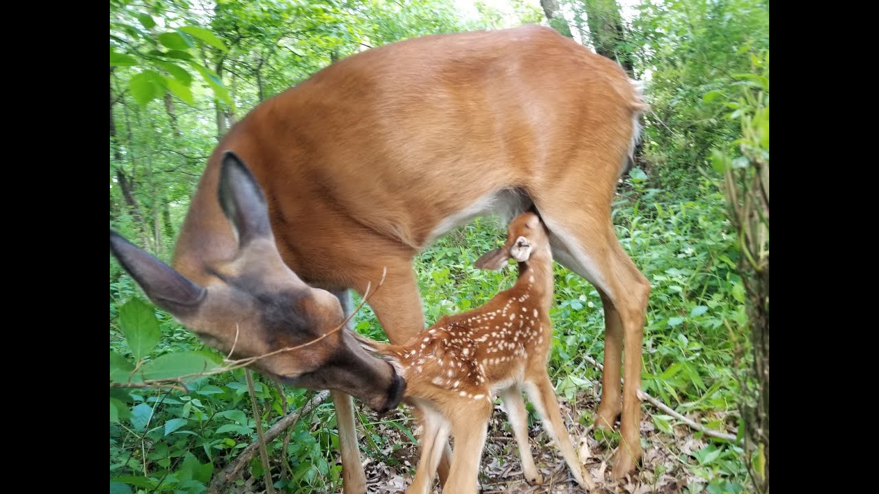 Lily gives birth to two fawns