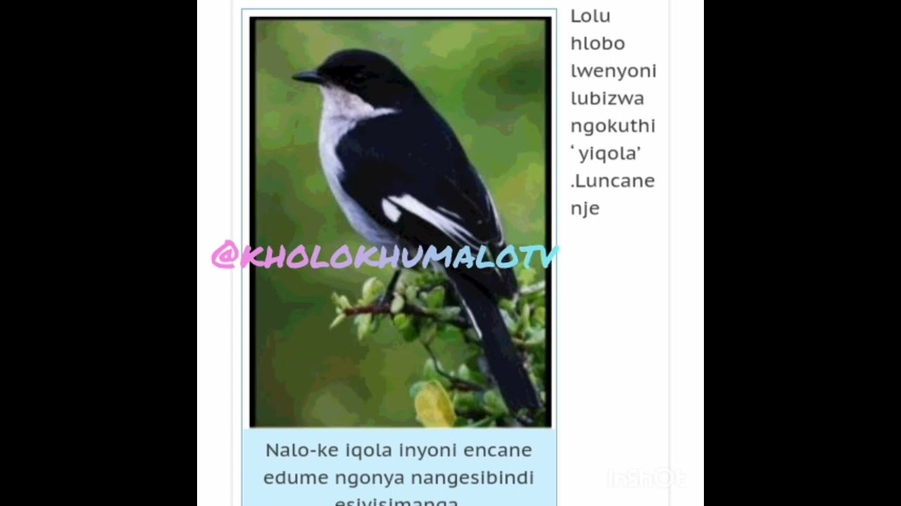 INYONI -IQOLA . By Kholo Khumalo TV