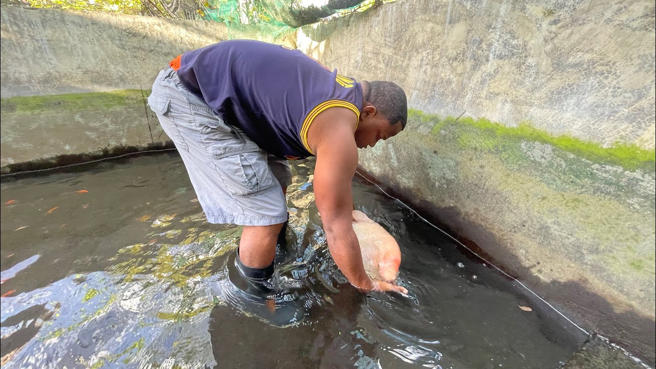 Viaje 3 horas para recolectar dafnia para los peces
