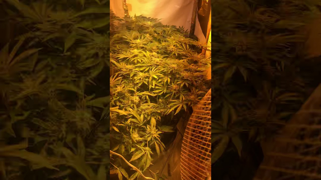 Sea of green 🔥🔥