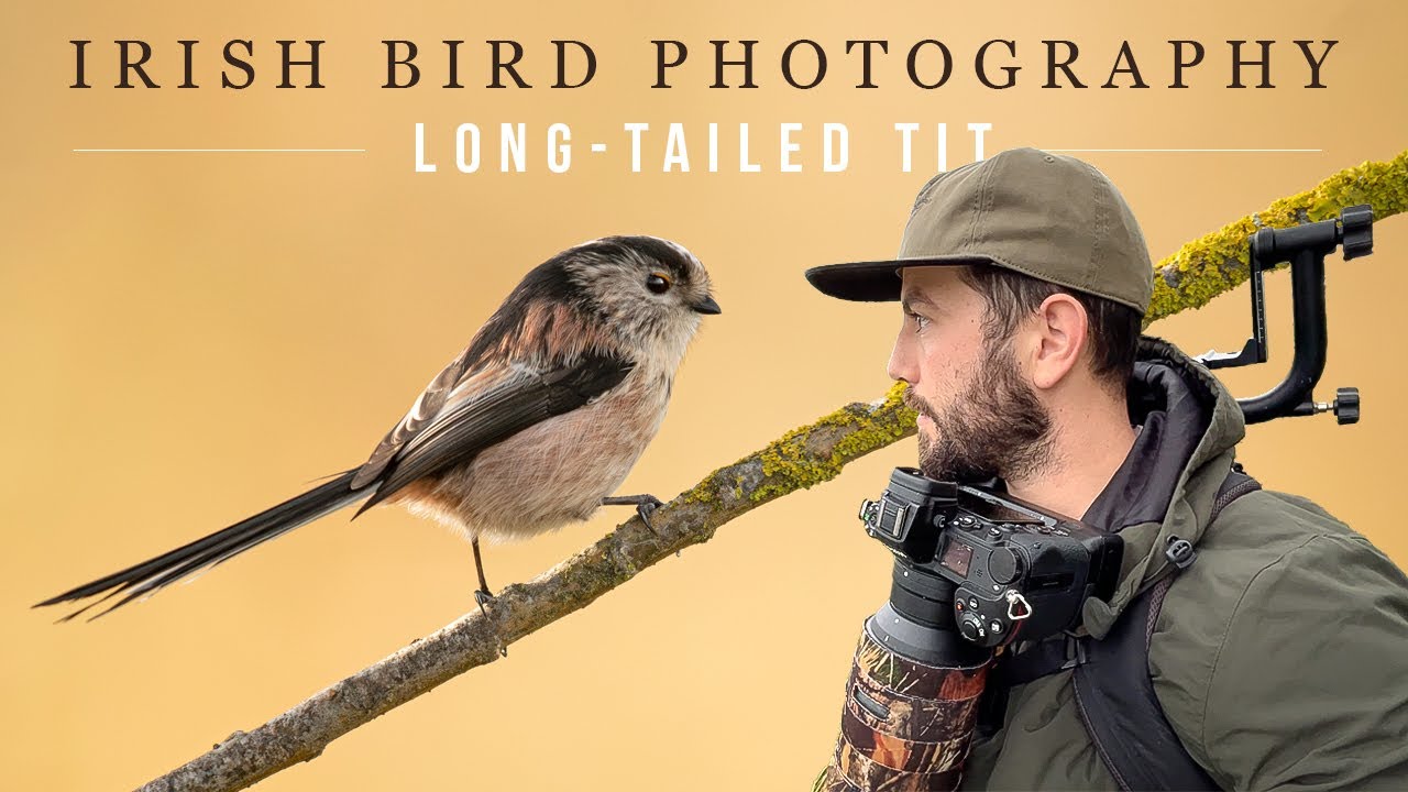 * NEW BIRD * Irish Wildlife Photography (Long-Tailed Tit)