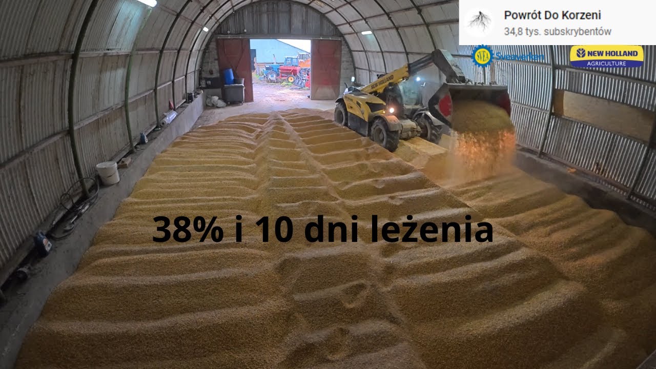 NASZA DNIÓWKA / Trzymałem mokrą kukurydzę przez 10 dni / Czy się zepsuła?