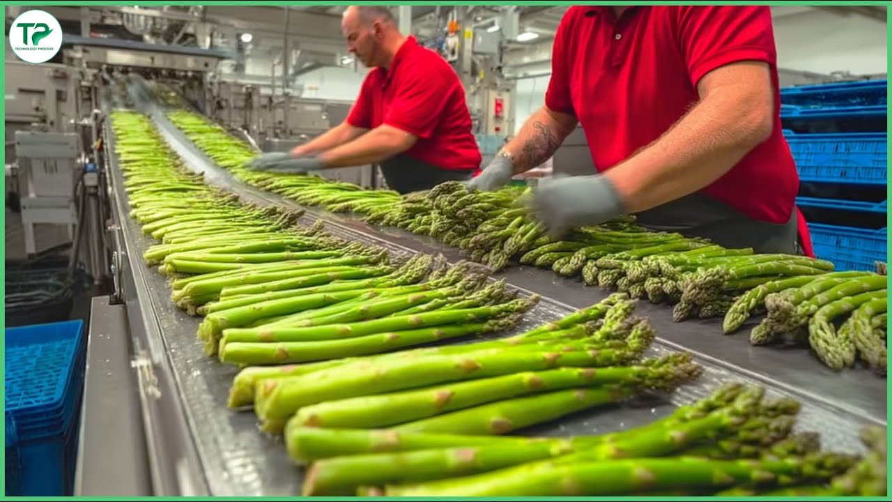 You’ll Never Guess How America Harvests Millions of Pounds of Asparagus Every Year