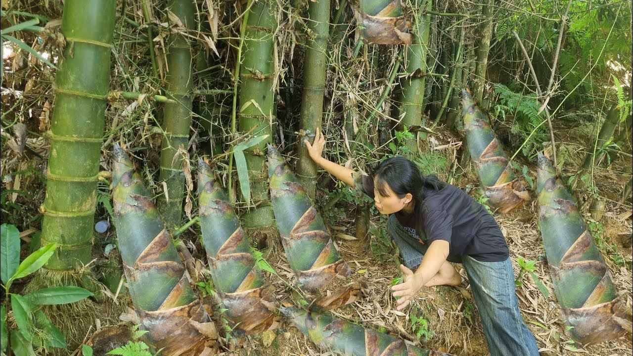 boy,and girl harvesting wild bamboo shoots tor sale l Forest life ,cook